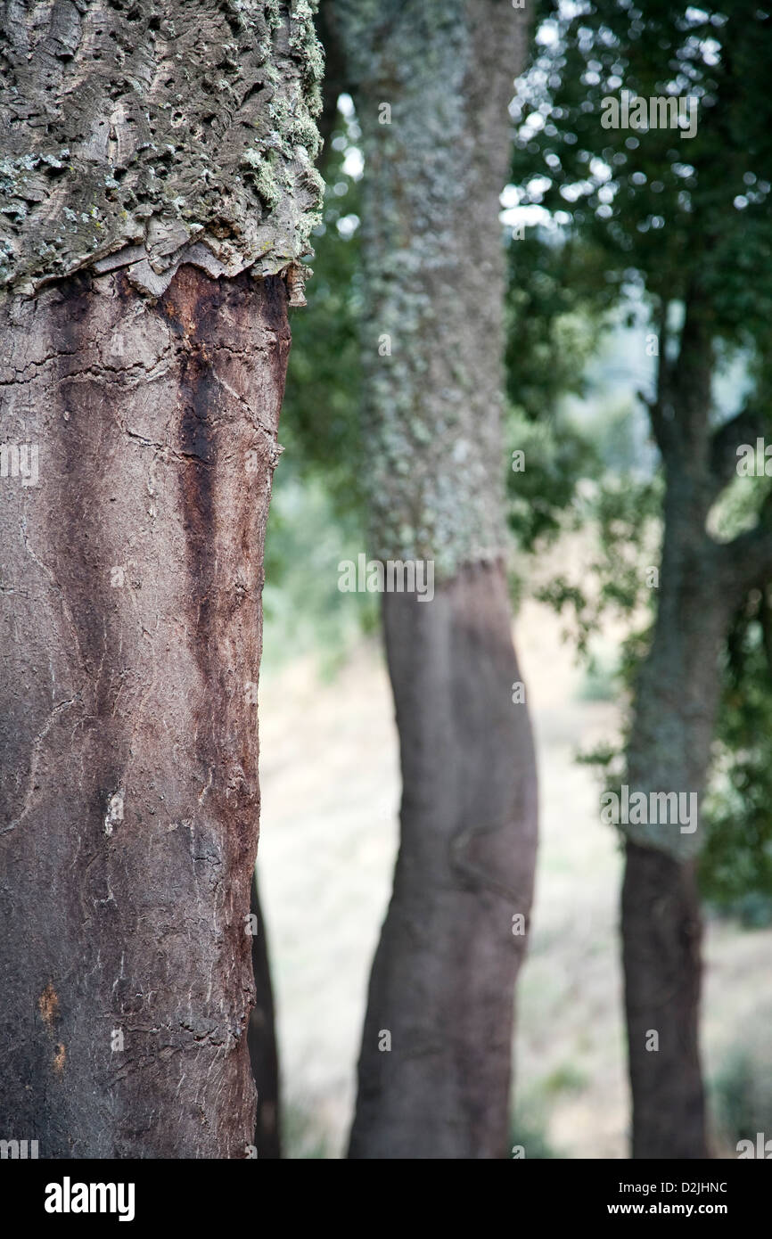 Castano del Robledo, Spanien, die Stämme der Kork Stockfoto