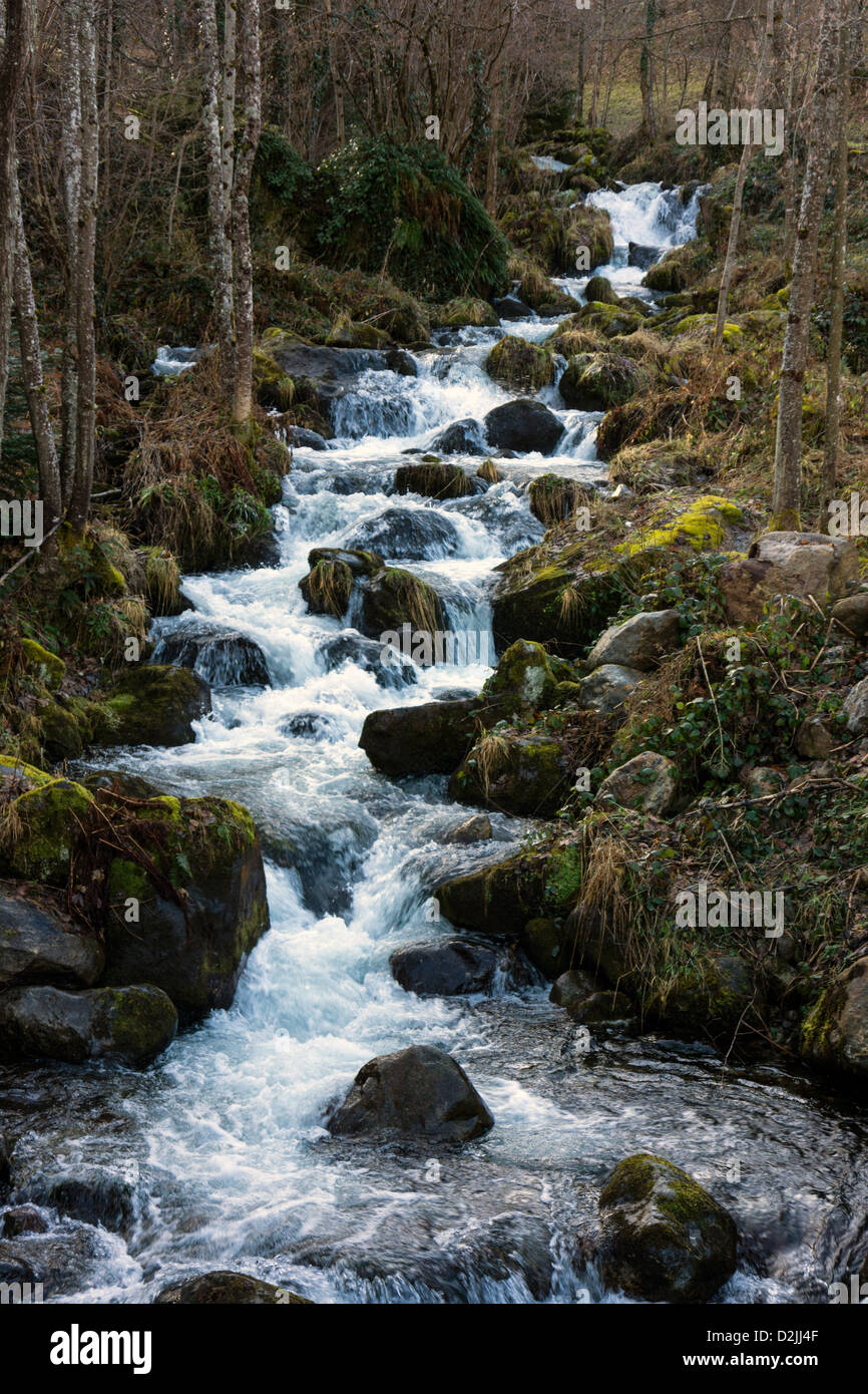 Stream hetzen aber Frühling Waldland, Wildwasser Stockfoto