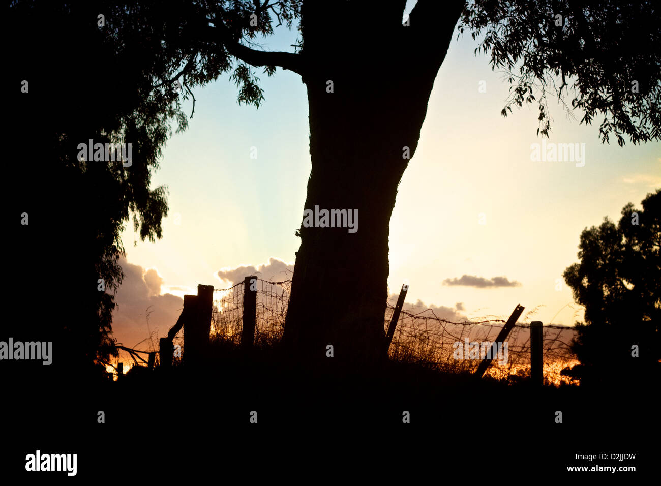 Ein Sonnenuntergang auf dem Bauernhof. Es ist ein Baum und klapprigen Stacheldrahtzaun in der Silhouette. Stockfoto