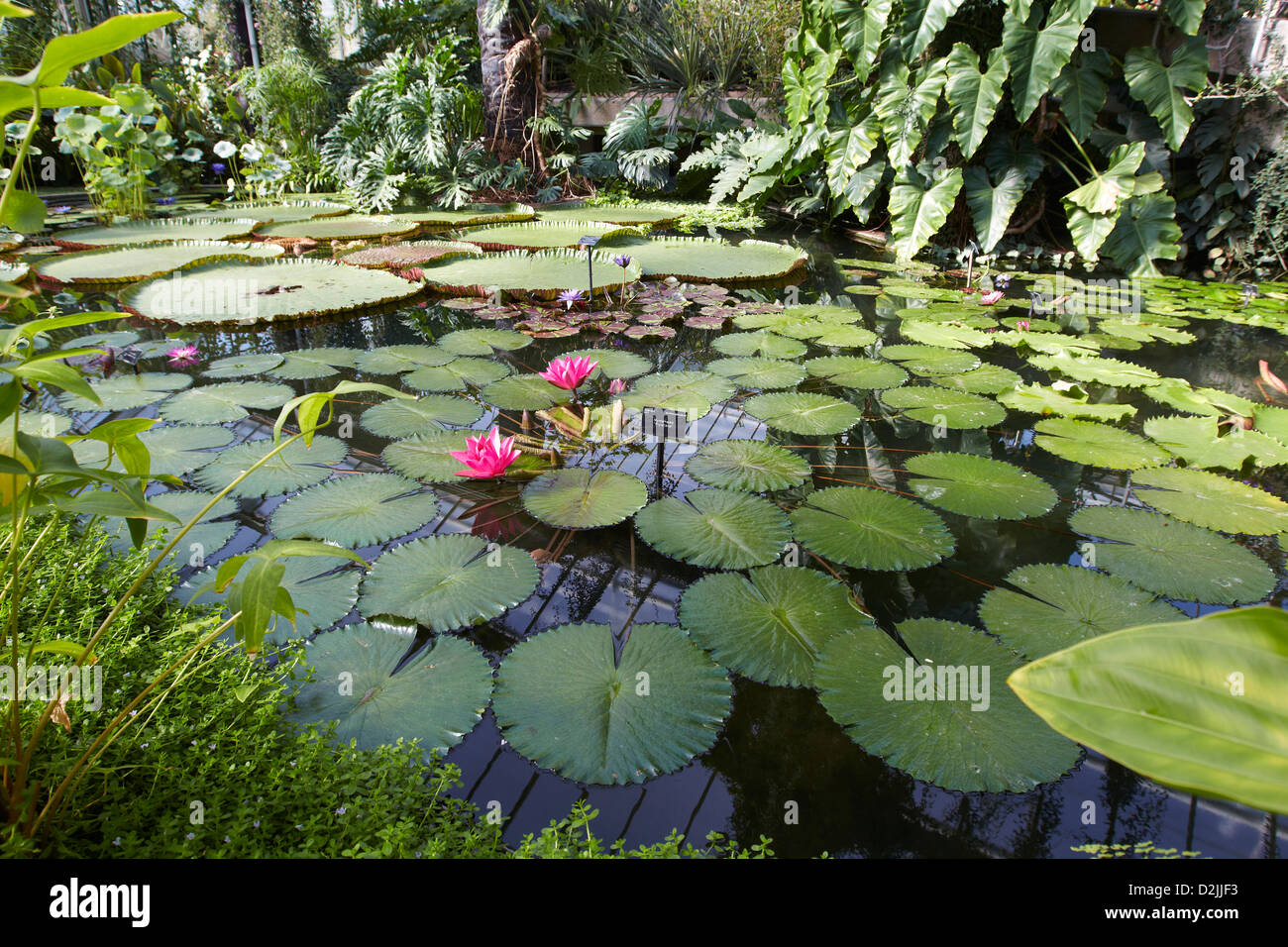 Riesen-Seerosen in Lily Pond, Princess of Wales Conservatory, Kew Gardens, London, UK. Stockfoto
