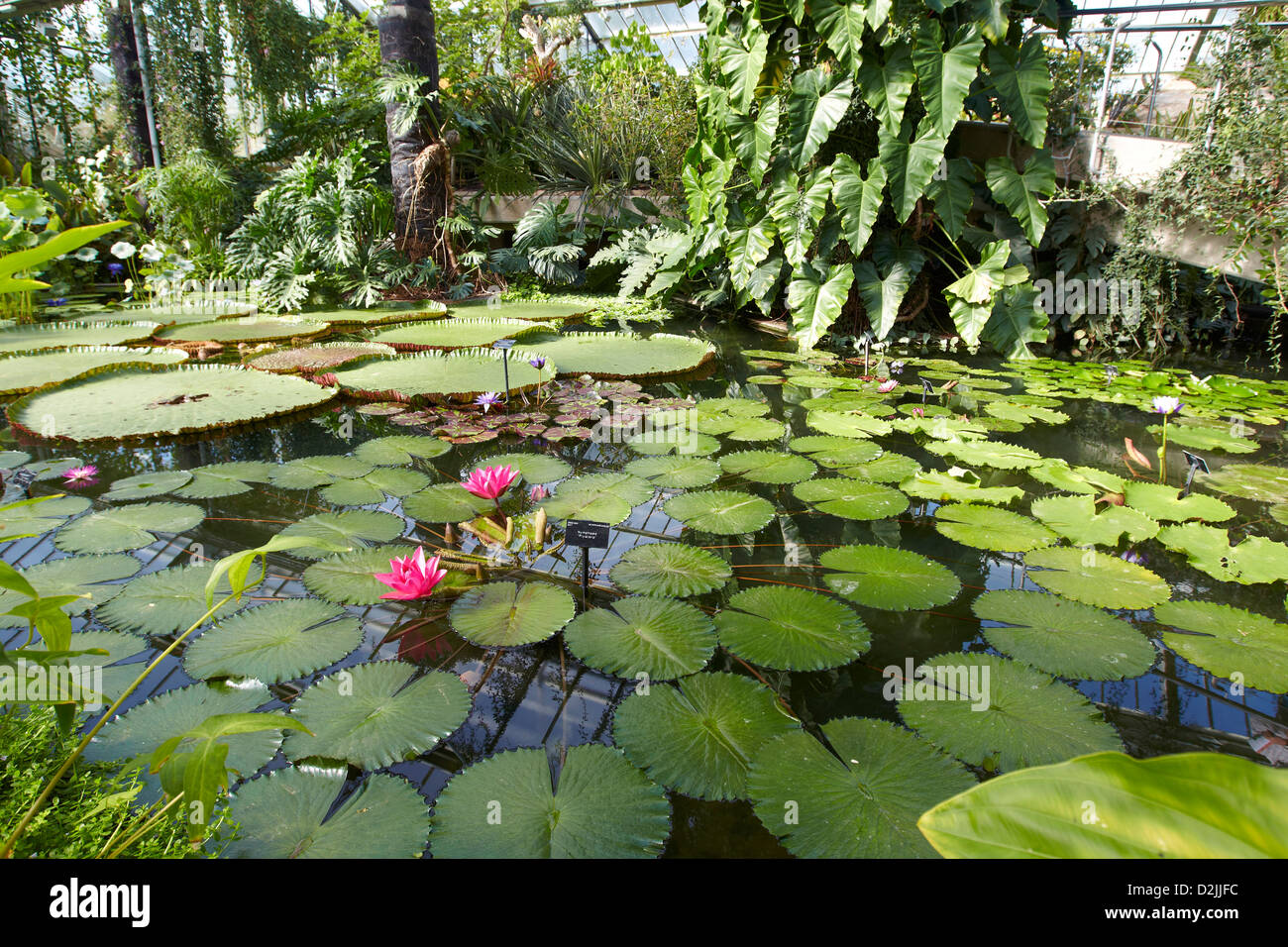 Riesen-Seerosen in Lily Pond, Princess of Wales Conservatory, Kew Gardens, London, UK. Stockfoto