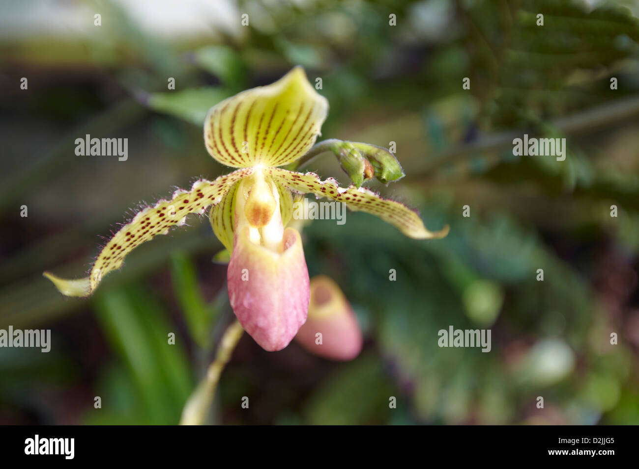 Orchidee in der Princess of Wales Conservatory House, Kew Botanical Gardens, London, UK Stockfoto