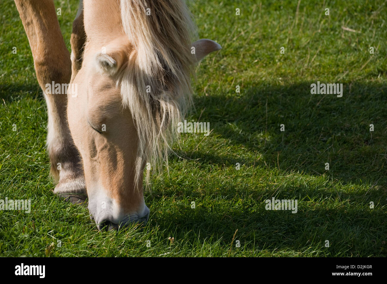 Nahaufnahme von einem Fjord Pferd Essen grünen Rasen Stockfoto