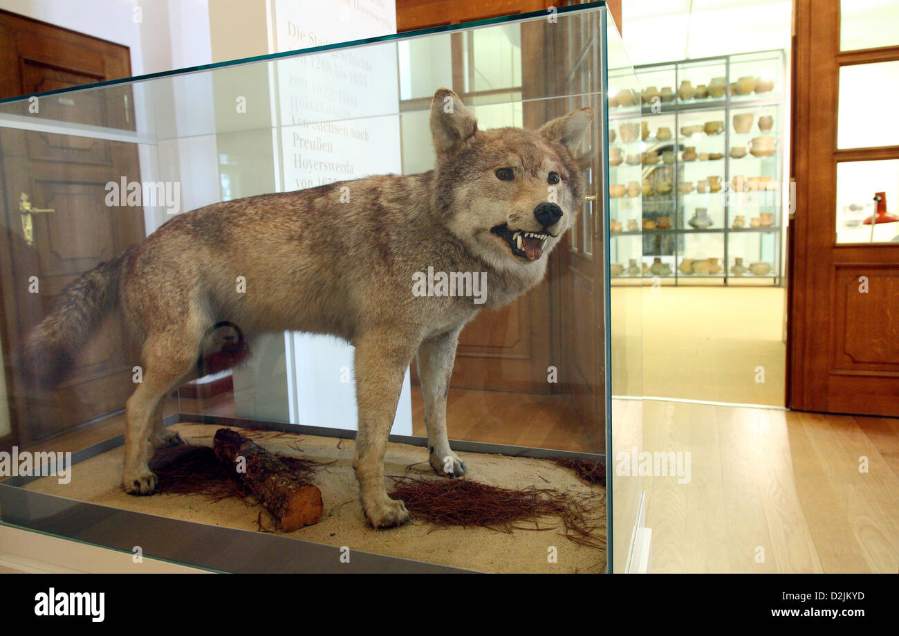 Die Tiger des Museums in der Burg Sabrodt Hoyerswerda Hoyerswerda, Deutschland Stockfoto