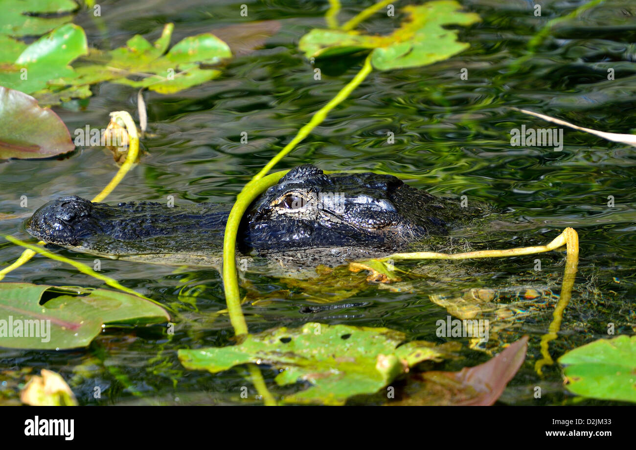 Ein Florida Alligator in seinem natürlichen Lebensraum. Der Everglades Nationalpark, Florida, USA. Stockfoto