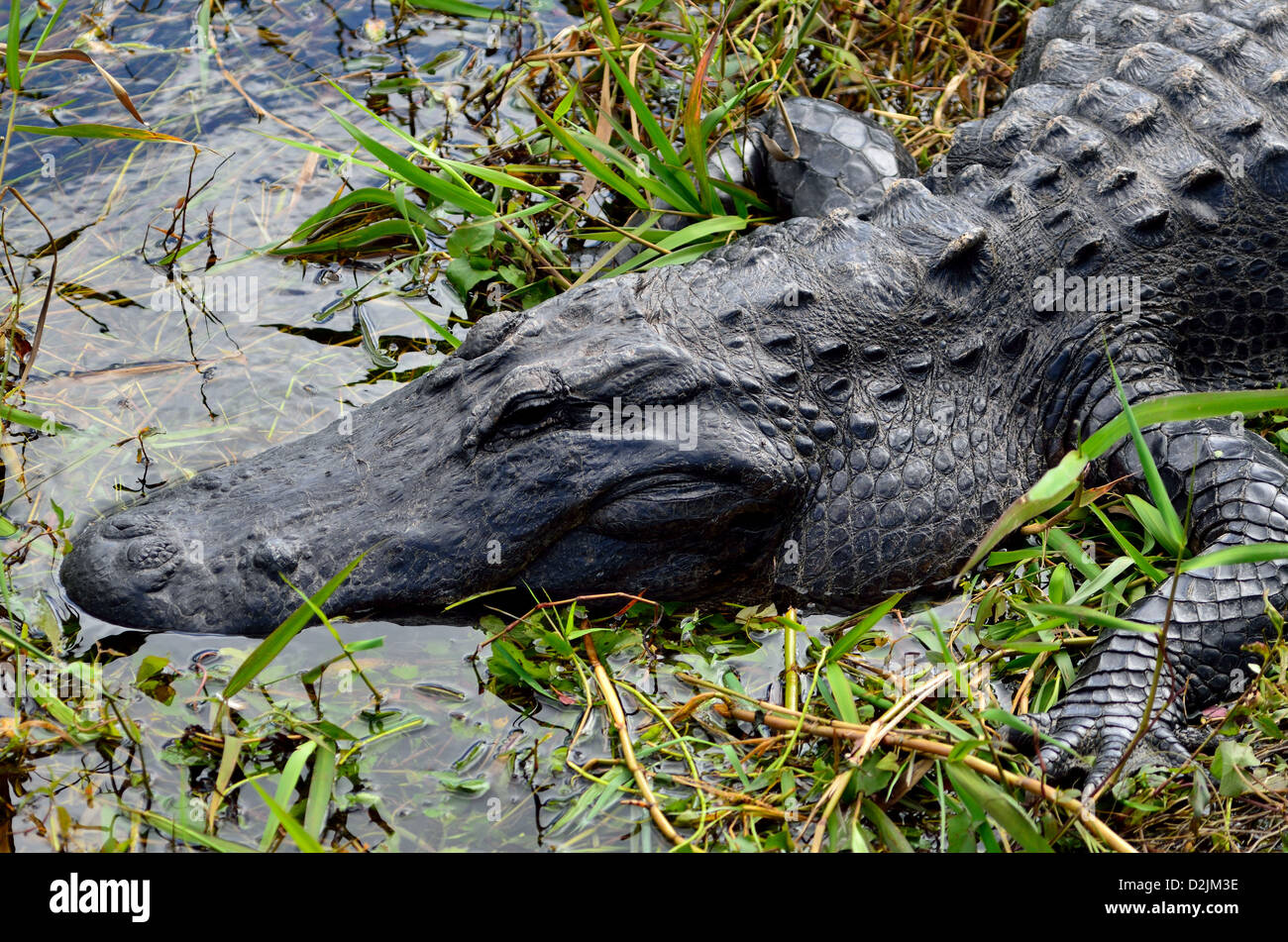 Ein Florida Alligator in seinem natürlichen Lebensraum. Der Everglades Nationalpark, Florida, USA. Stockfoto