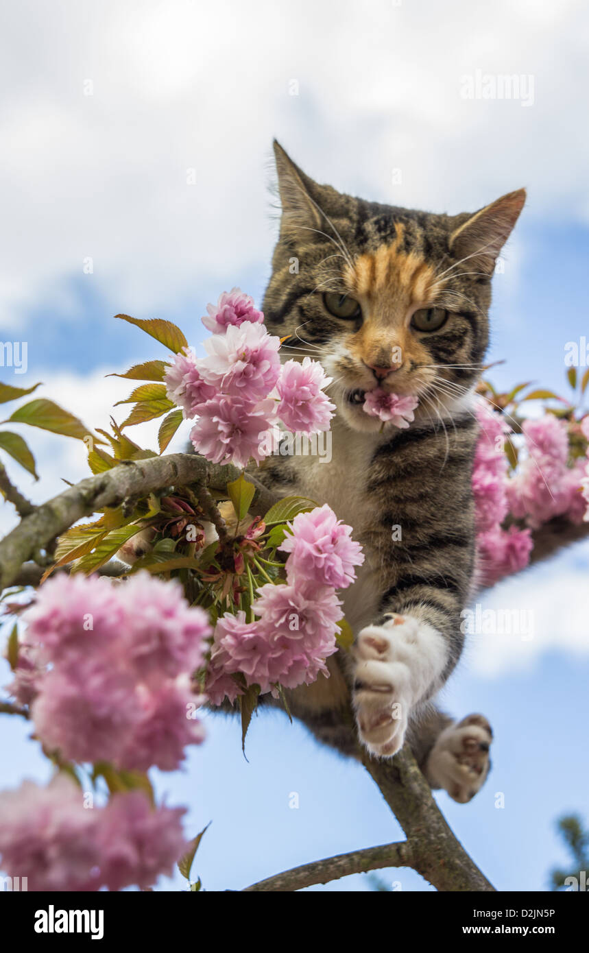 Esther die Katze Kirsche Zierbaum zu erkunden. Stockfoto