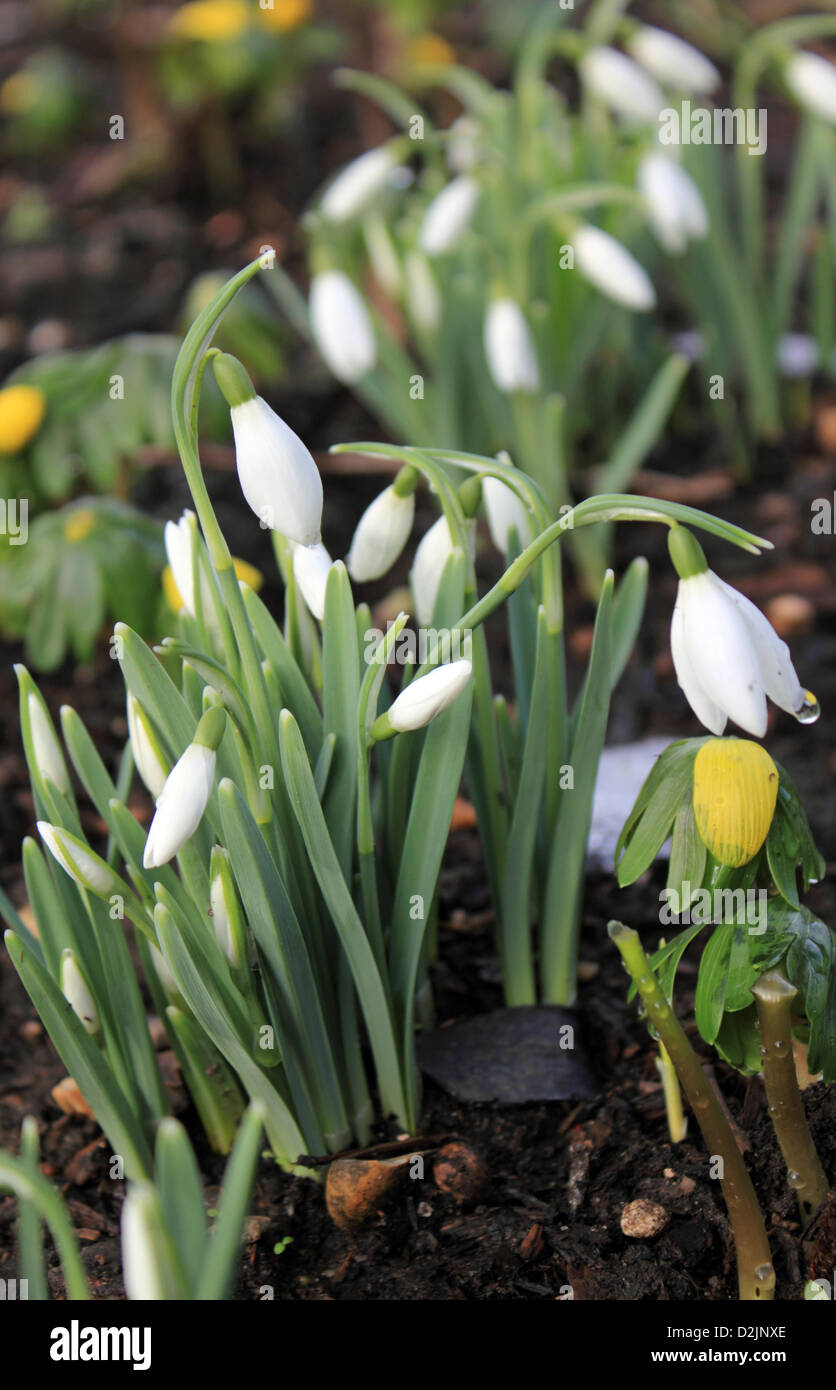 Dorking Surrey England UK. 26. Januar 2013. Die ersten Schneeglöckchen der 2013 Blüte in einem Garten in Surrey, nachdem der Schnee geschmolzen ist. Galanthus sind mehrjährige, krautige Pflanzen, die aus Blumenzwiebeln wachsen und blühen im späten Winter und zeitigen Frühjahr im Vereinigten Königreich. Mit Winter Aconitum oder Wolfs Bane wachsende hier gesehen.  © Julia Gavin / Alamy Live News Stockfoto