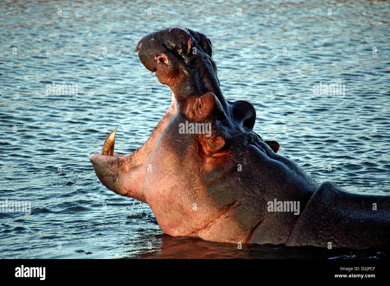 Hippo an den Mzima Springs in den Tsavo West Nationalpark, Kenia. Stockfoto
