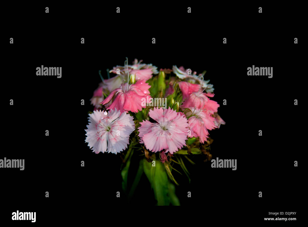 Blume Boket auf schwarzem Hintergrund isoliert Stockfoto