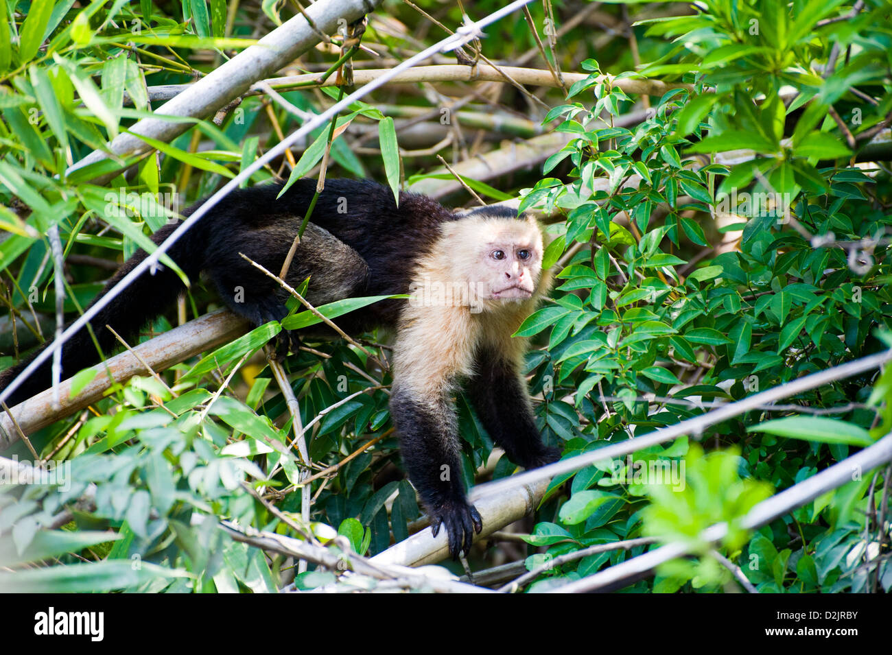 Eine gescheckte Kapuziner in Guanacaste, Costa Rica Stockfoto