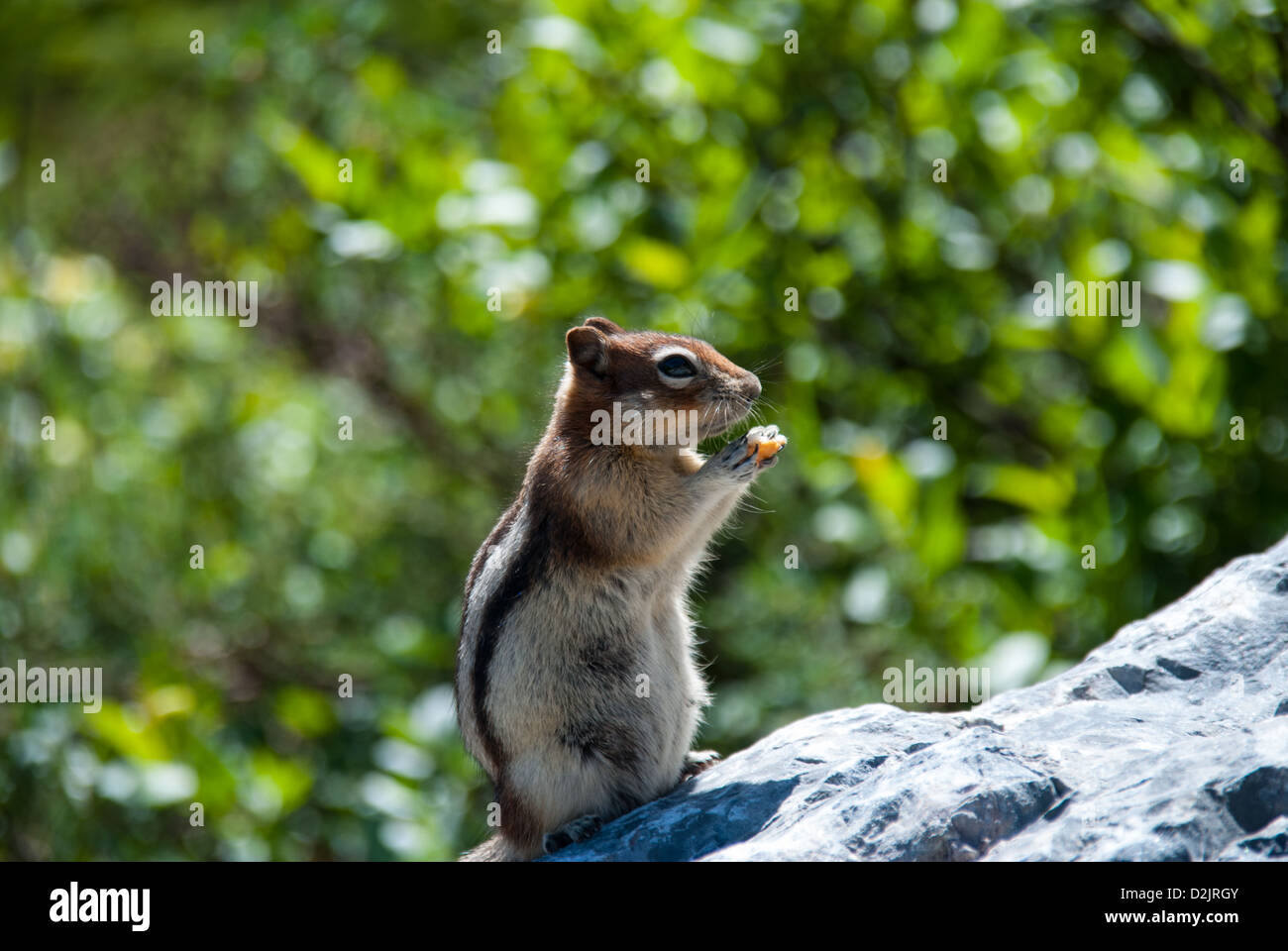 Eichhörnchen im Banff National Park, AB, Kanada Stockfoto