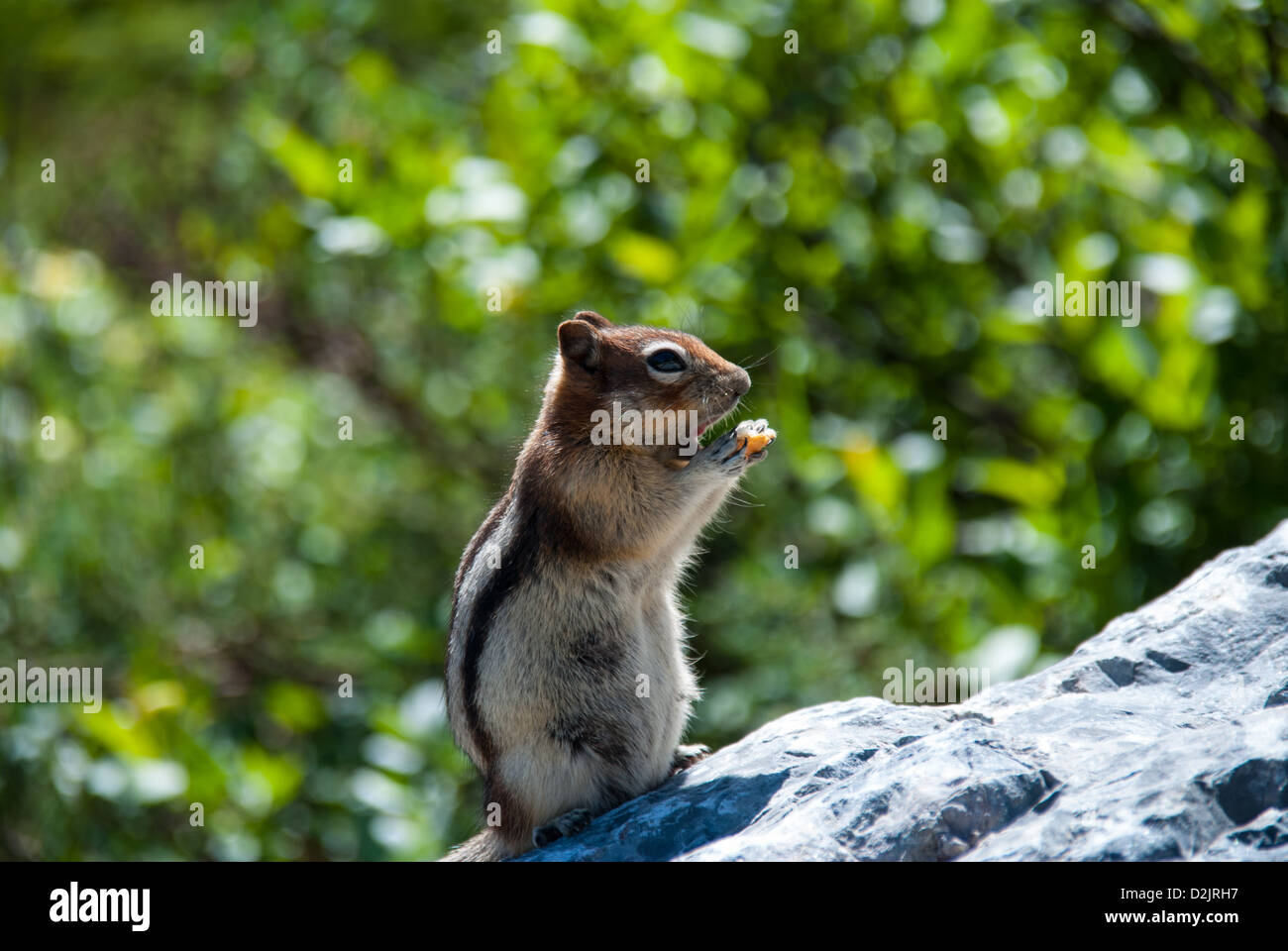 Eichhörnchen im Banff National Park, AB, Kanada Stockfoto