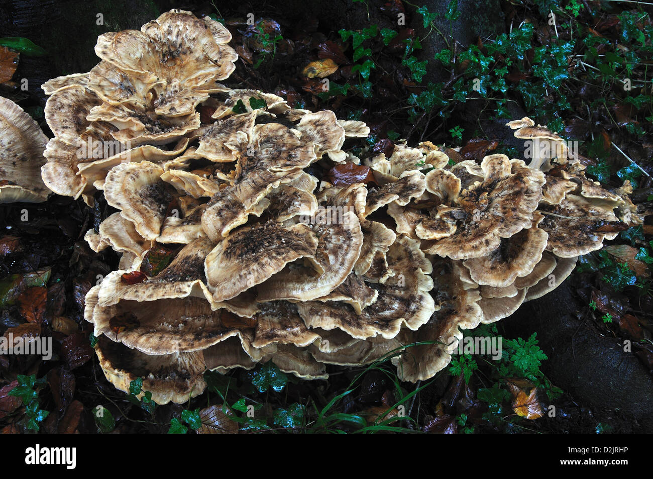 Riesige Polypore Pilz auf Reife Buche (Fagus Sylvatica). Dorset, IK Oktober 2012 Stockfoto