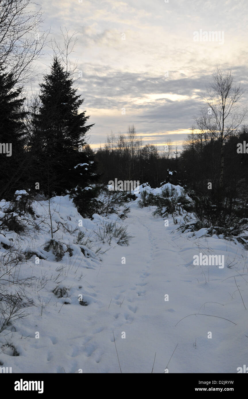 Winterwald mit Deer Tracks Stockfoto