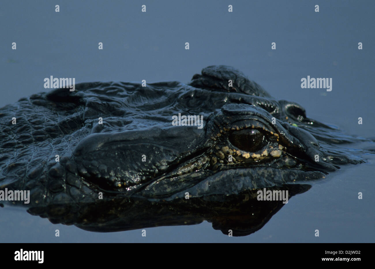 AMERIKANISCHER ALLIGATOR (Alligator Mississippiensis) Anahuac National Wildlife Refuge Texas USA Stockfoto