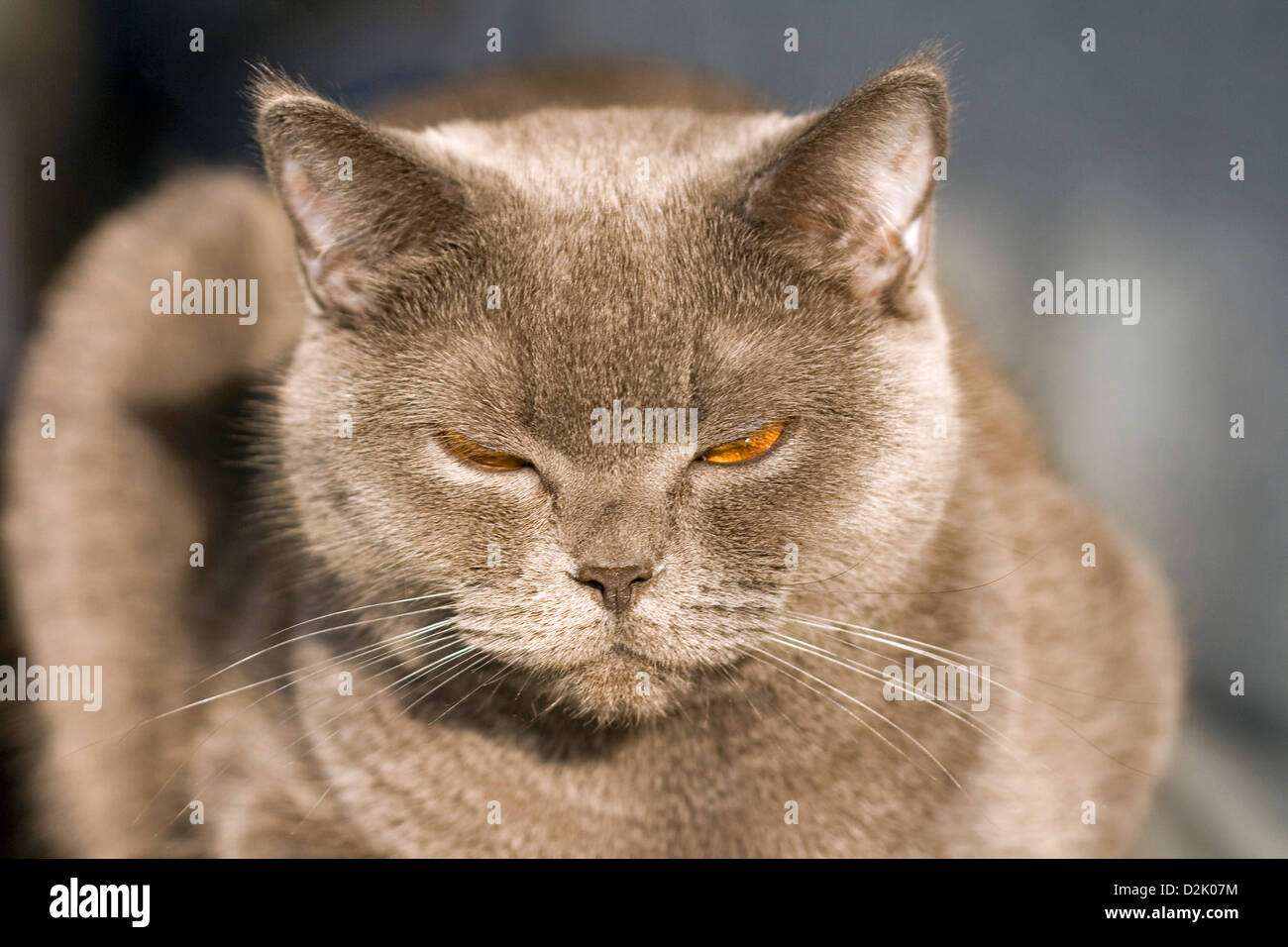Porträt der Scottish Fold Katze mit orangefarbenen Augen Stockfoto
