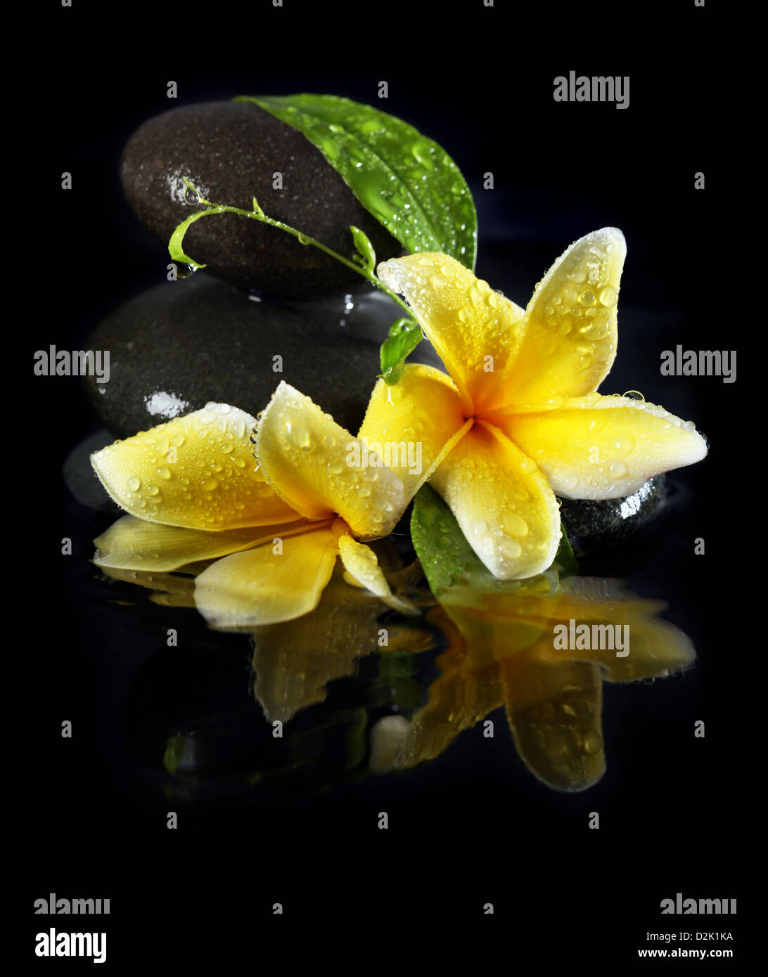 Gelbe Blumen auf Steinen im Wasser Stockfoto
