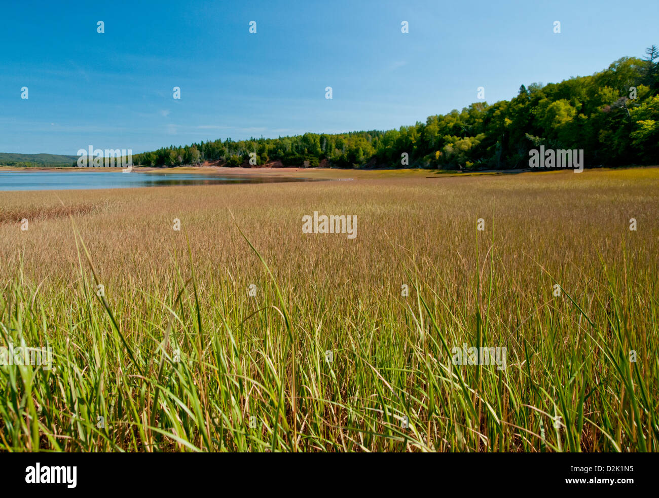Cordgrass wie ein grüner Teppich erstreckt sich bis zum Horizont in fünf Inseln Provinzpark Stockfoto