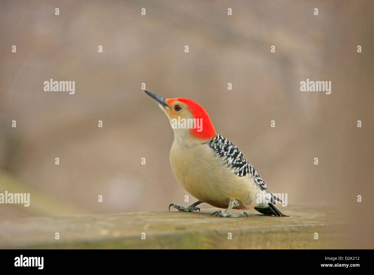 Rotbauch-Specht (Melanerpes Carolinus) männlich Stockfoto