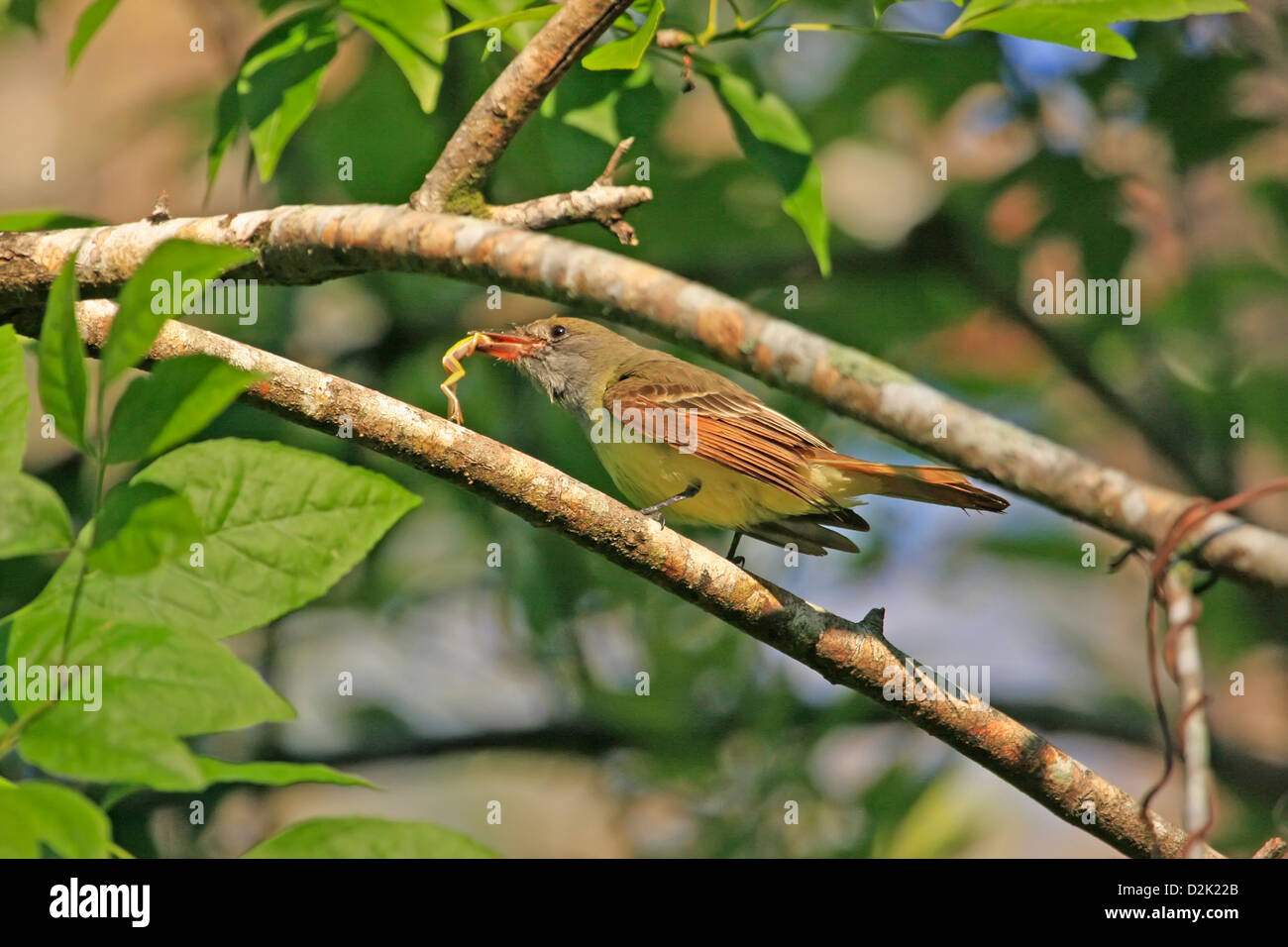 Great Crested Flycatcher (Myiarchus Crinitus) essen Frosch Stockfoto