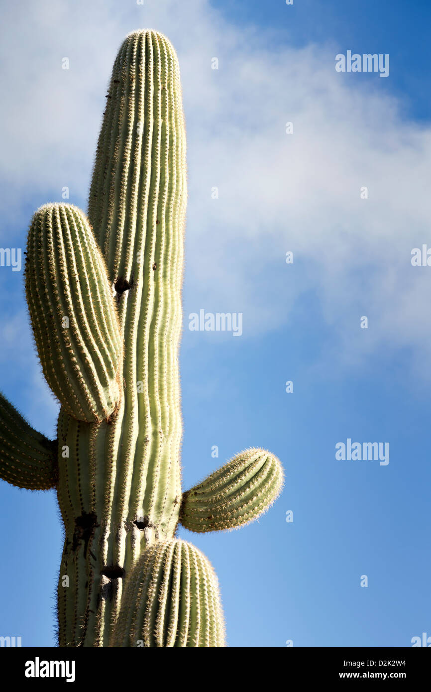 Vertikales Bild des hoch aufragenden Saguaro-Kaktus gegen blauen Himmel mit weißen Wolken mit textfreiraum nach rechts. Stockfoto