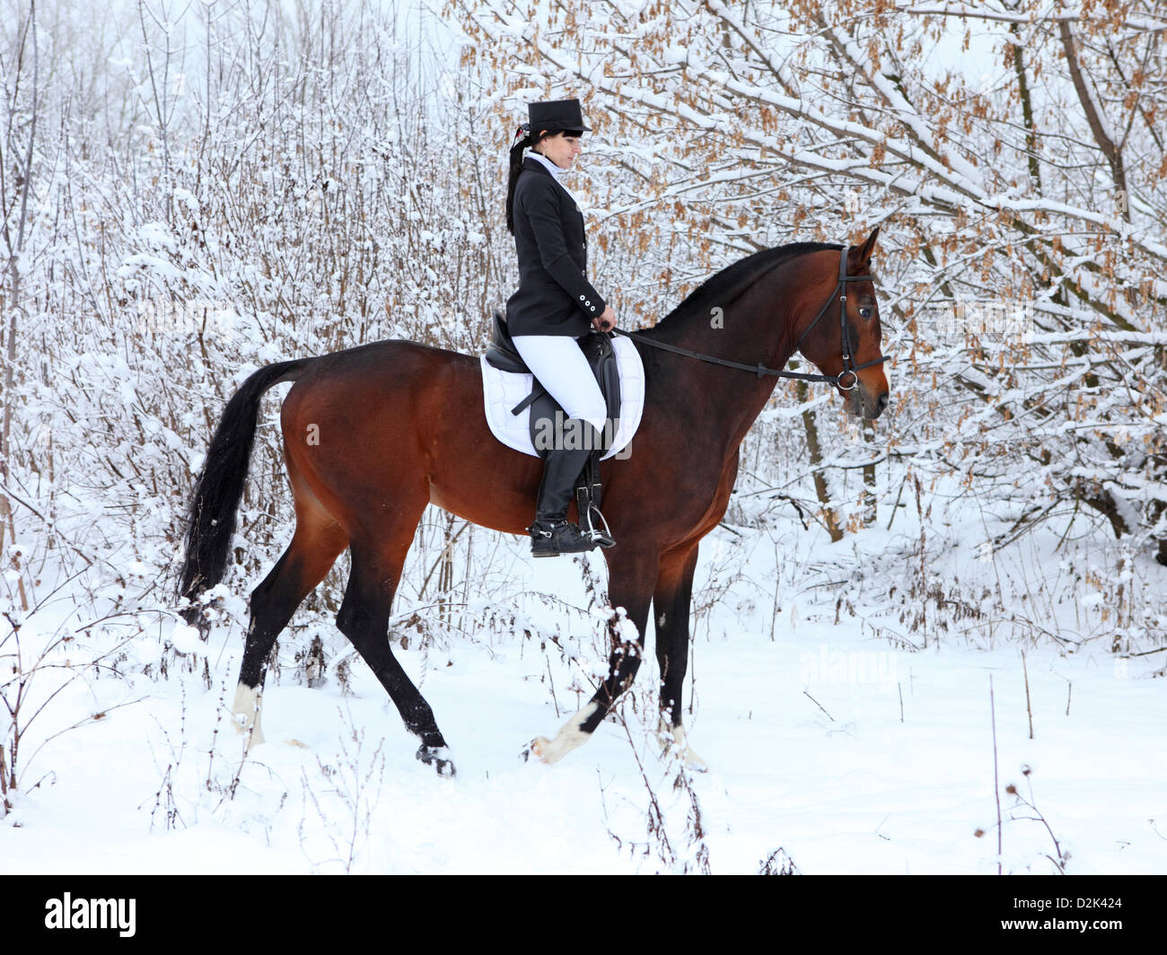 Pferdesport Mädchen auf Dressurpferd im Winterwald Stockfoto