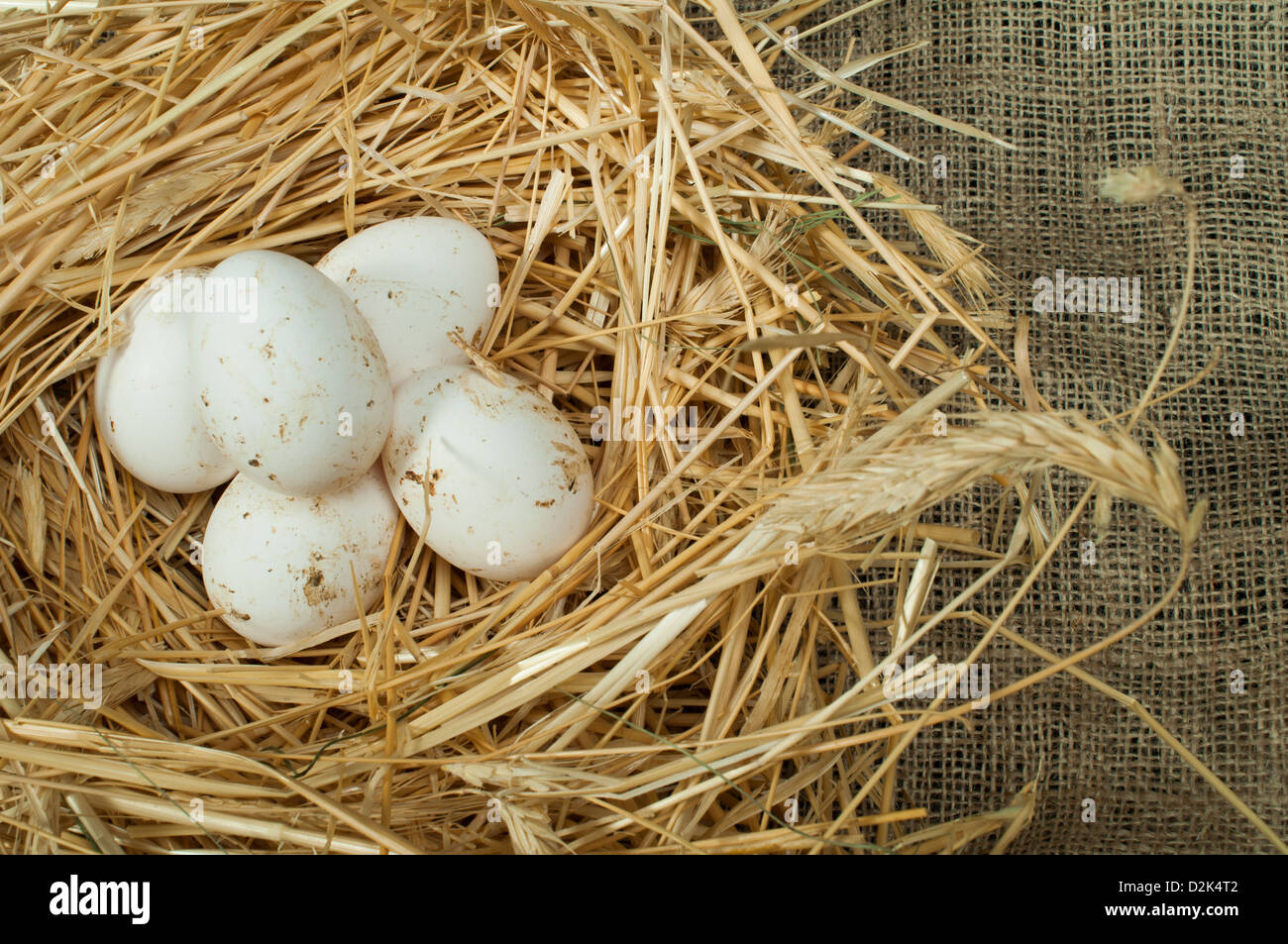 Weiße Bioeier vom heimischen Bauernhof. Eiern in einem Stroh nest Stockfoto