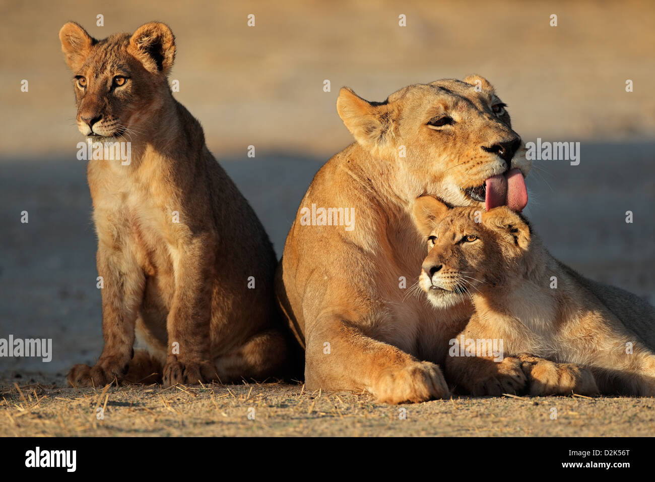 Löwin mit jungen (Panthera Leo) im frühen Morgenlicht, Kalahari-Wüste, Südafrika Stockfoto