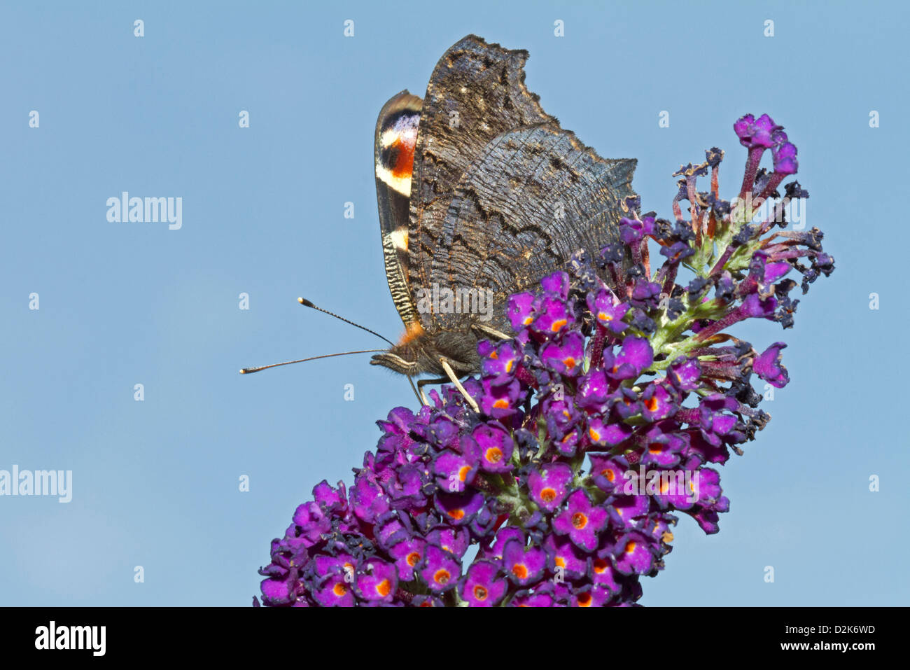 Europäische Pfau (Inachis Io) Stockfoto