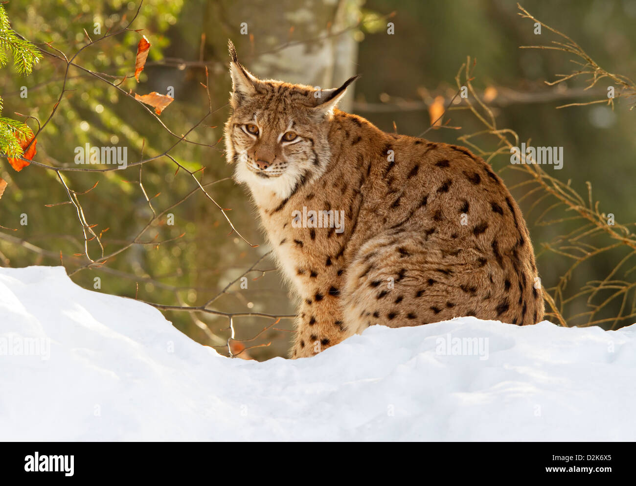 Luchs im Schnee / Lynx Lynx Stockfoto