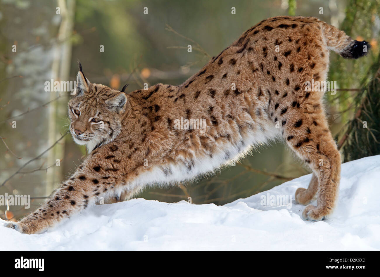 Luchs im Schnee / Lynx Lynx Stockfoto