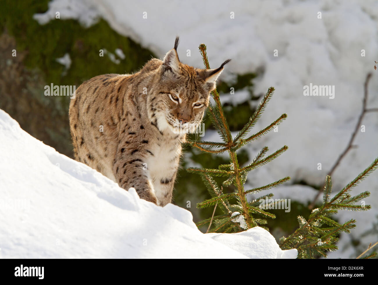 Luchs im Schnee / Lynx Lynx Stockfoto