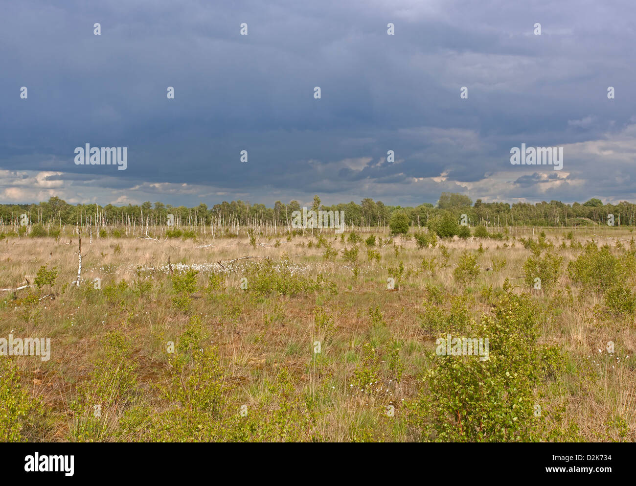 Renaturierte Moor, Deutschland, Europa Stockfoto