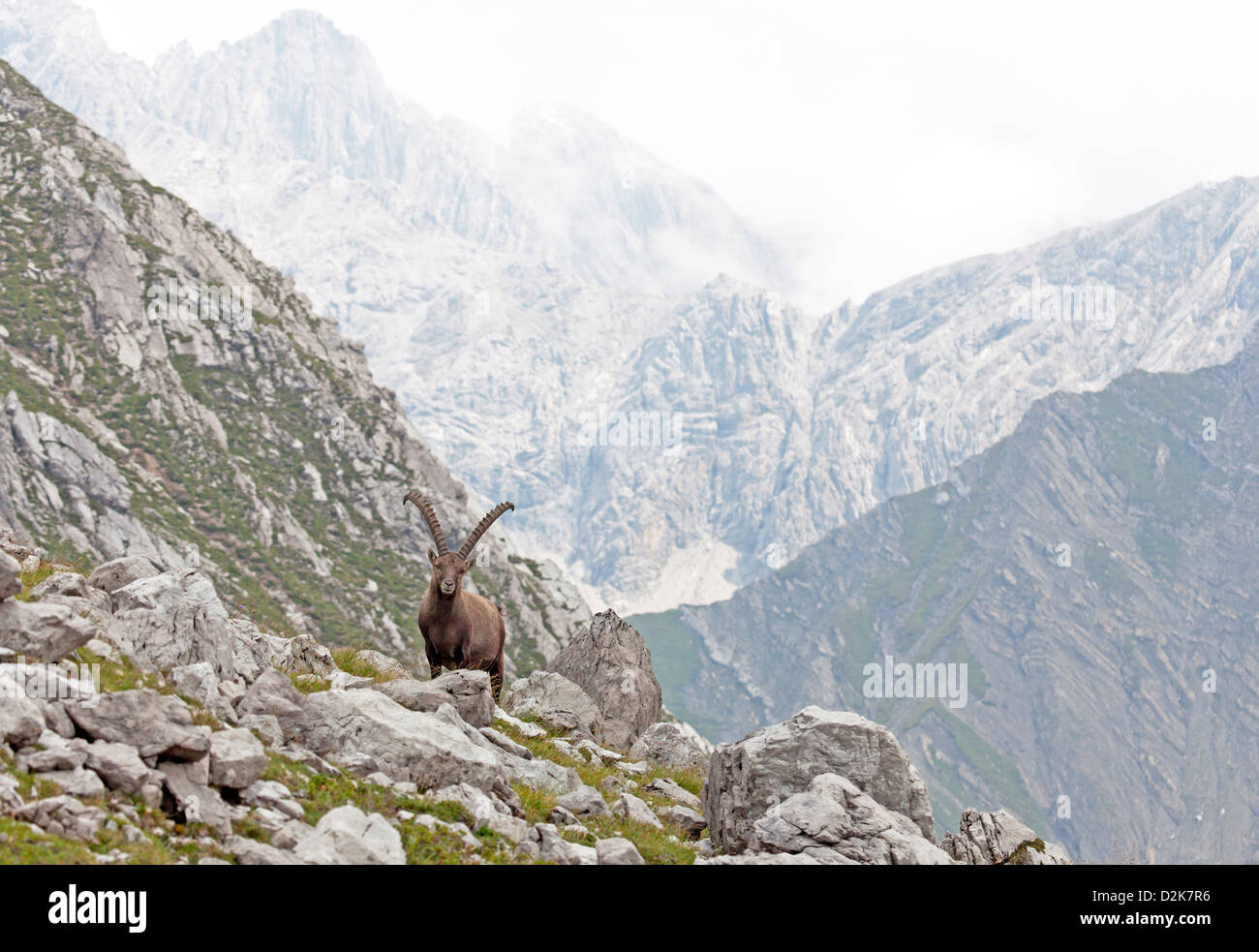 Alpensteinbock (Capra Ibex) Stockfoto