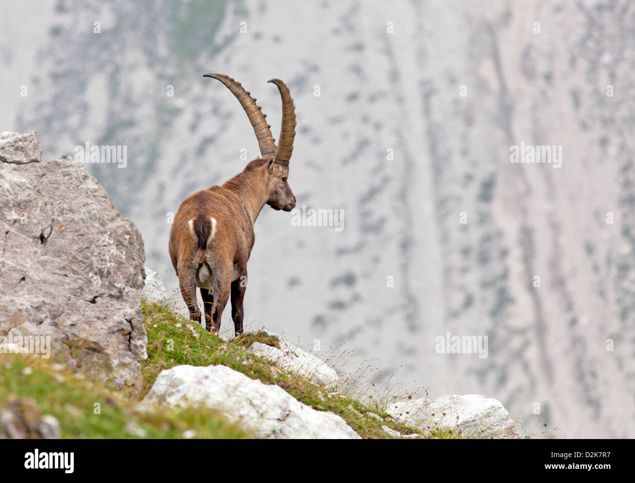 Alpensteinbock (Capra Ibex) Stockfoto