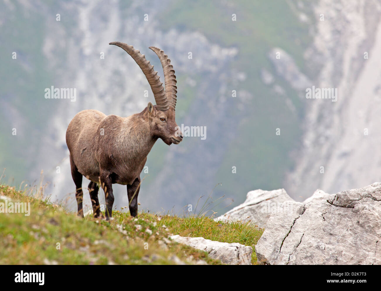 Alpensteinbock (Capra Ibex) Stockfoto