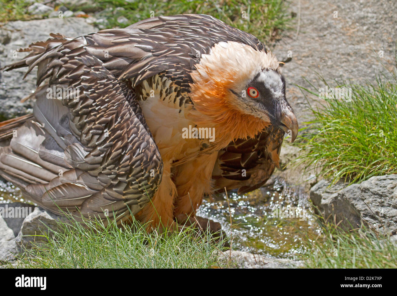 Bartgeier / sollten Barbatus Stockfoto