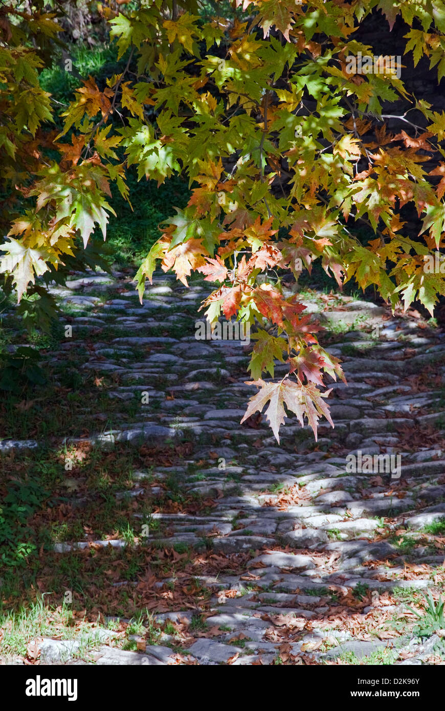 Zweige von einer Platane mit Herbst Blätter Stockfoto