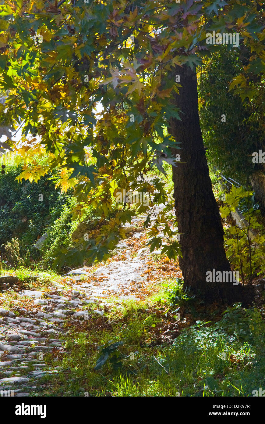 Platane mit Herbstlaub Stockfoto