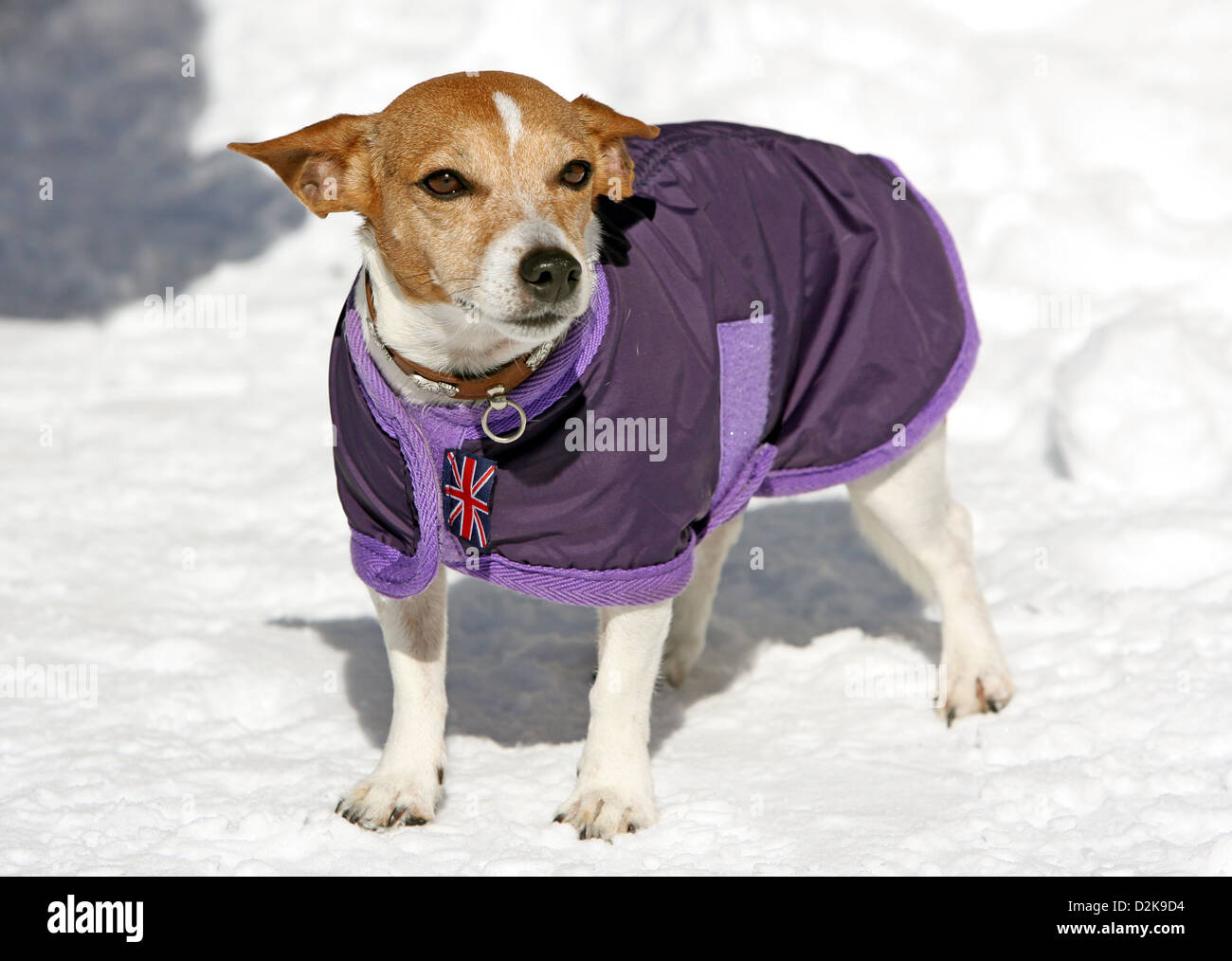St Moritz Switzerland Dog Dog Stockfotos und -bilder Kaufen - Alamy