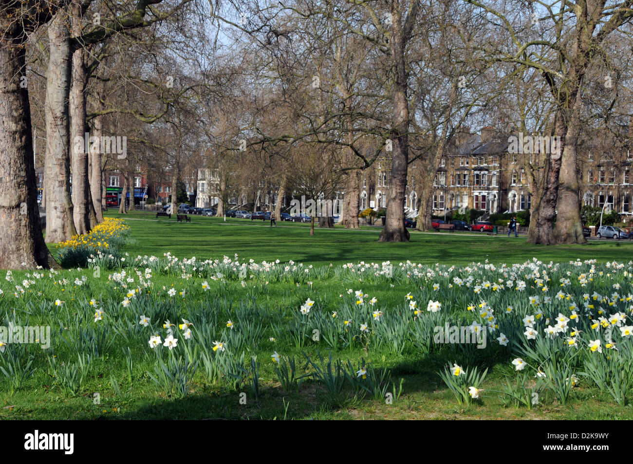 Gans grün East Dulwich London im Frühjahr Stockfoto