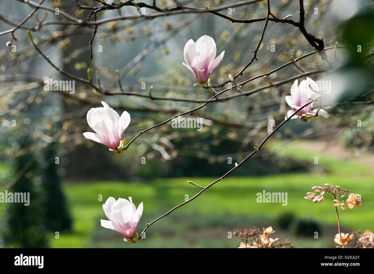 Magnolia Blumen In einem London-Quadrat Stockfoto