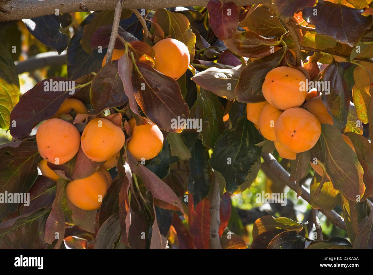 Kaki Früchte am Baum hängen Stockfoto