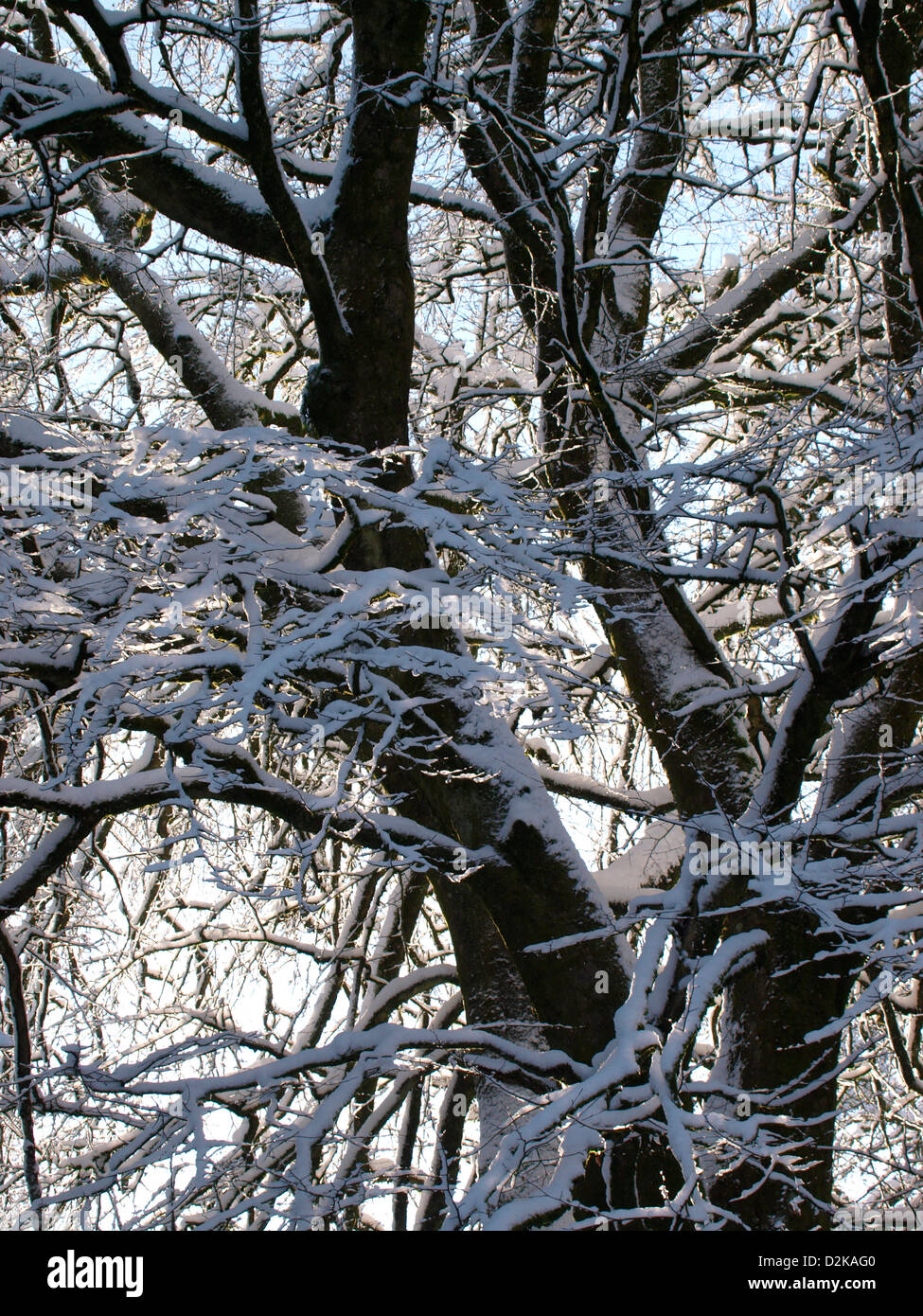 Großbaum schneebedeckt, Exmoor, Großbritannien Stockfoto