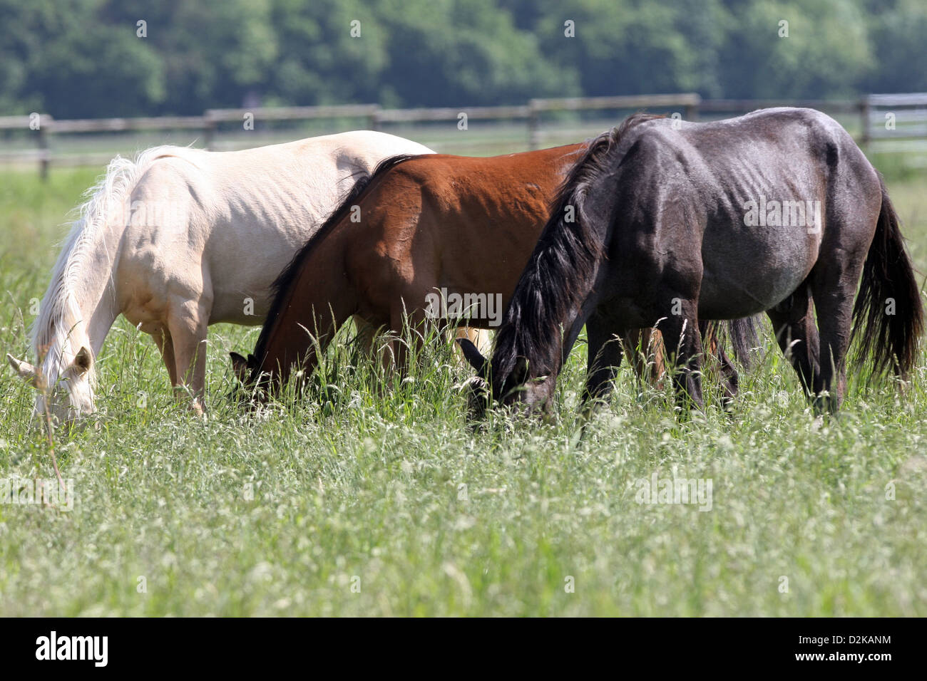 Gernsheim, Deutschland, Pferde zu versenken, beim Essen mit ihren Verstand in die hohe Gräser Stockfoto