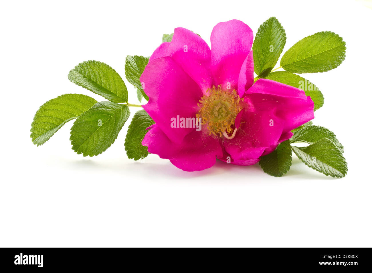 Wild Rose Blume auf weißem Hintergrund Stockfoto