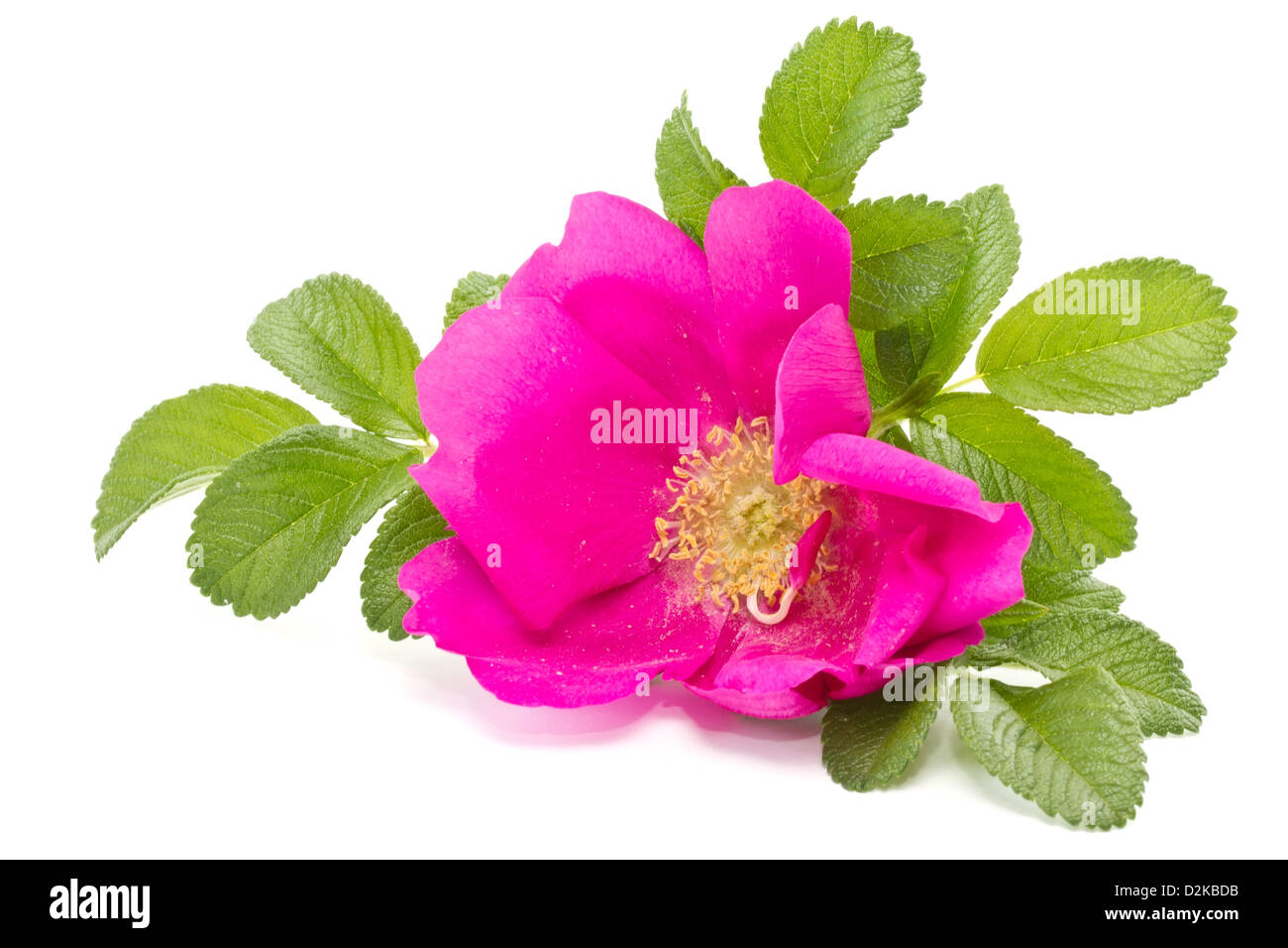 Wild Rose Blume auf weißem Hintergrund Stockfoto
