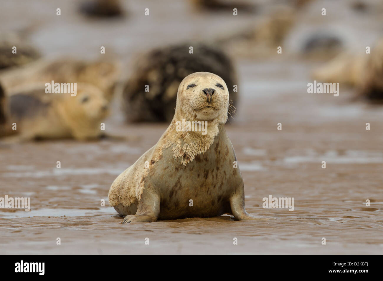 Grey Seal (Halichoerus Grypus) - UK Stockfoto