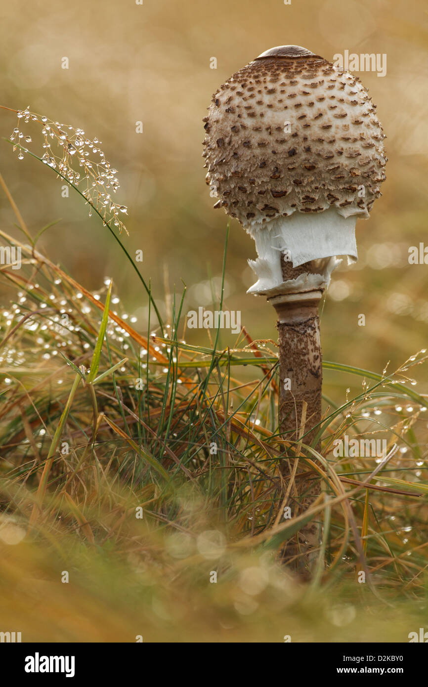 Pilz Parasol (Macrolepiota Procera) Stockfoto